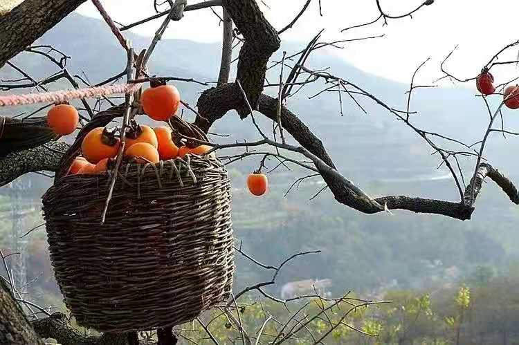 果園風光